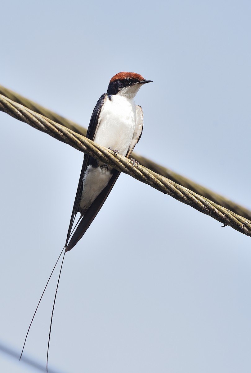 Wire-tailed Swallow - ML395862811