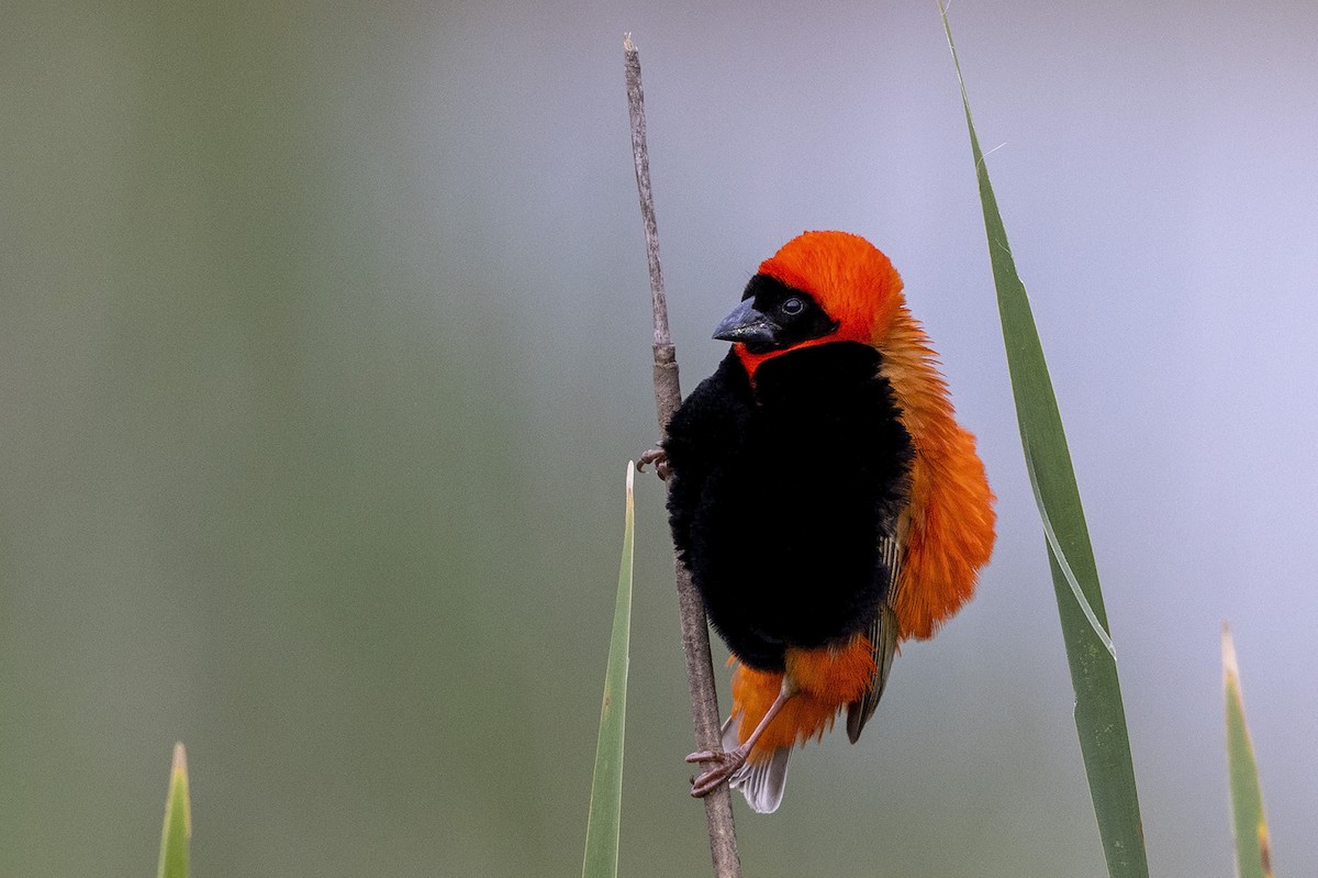 Southern Red Bishop - Niall D Perrins