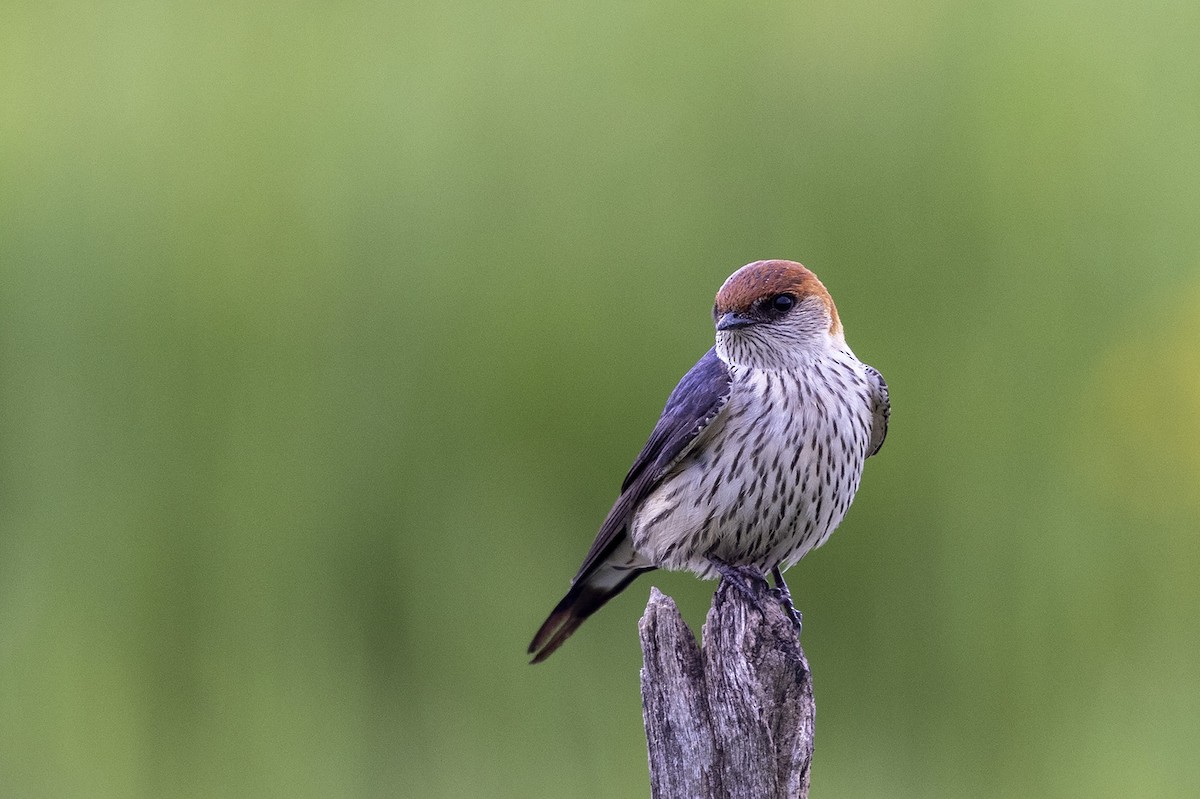 Greater Striped Swallow - ML395864531