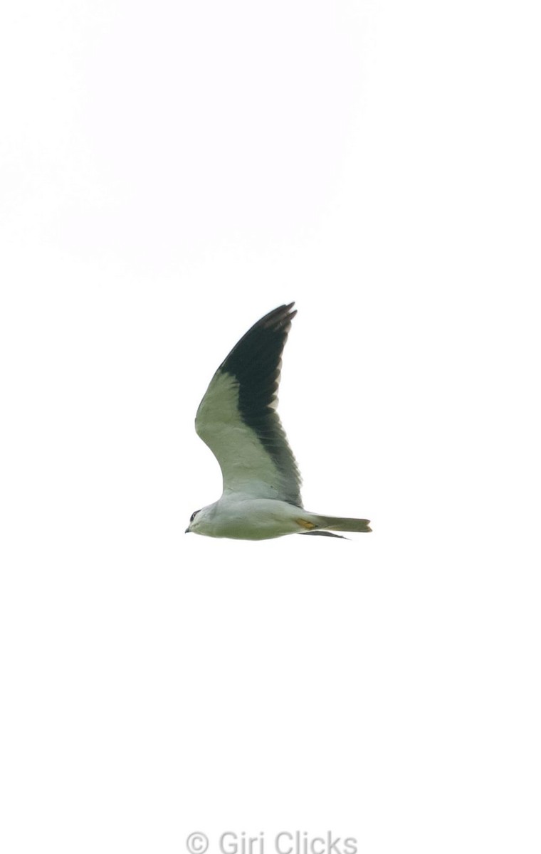 Black-winged Kite - Selvaraj Rangasamy