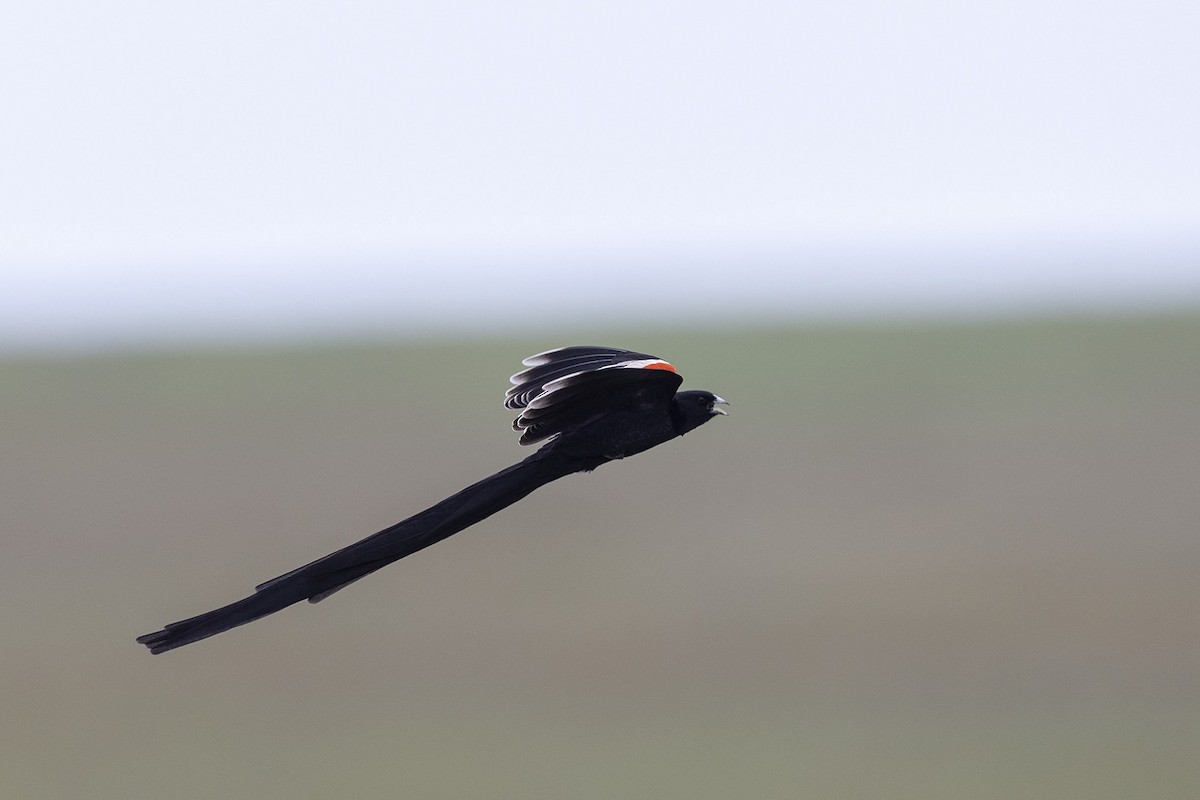 Long-tailed Widowbird - ML395865001