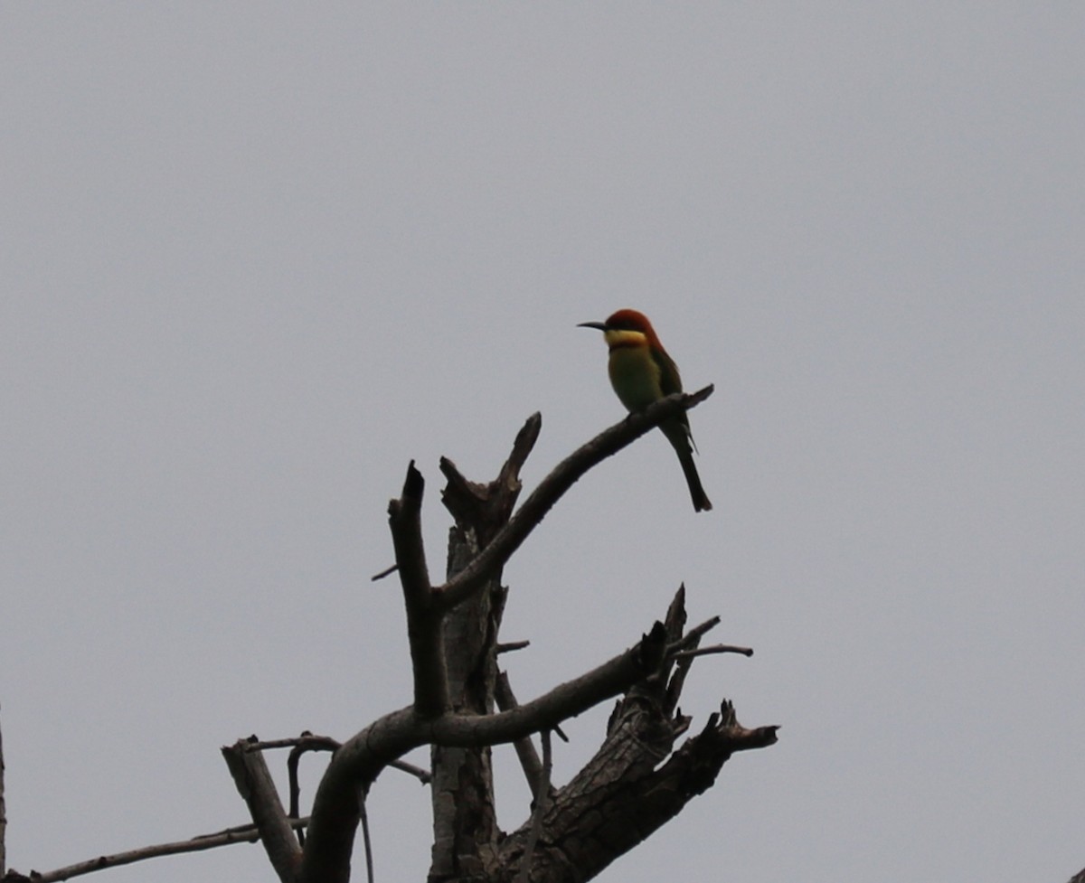 Chestnut-headed Bee-eater - ML395869671