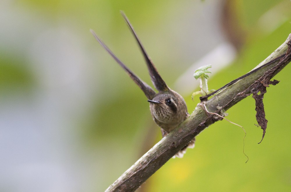 Speckled Hummingbird - Michael Todd