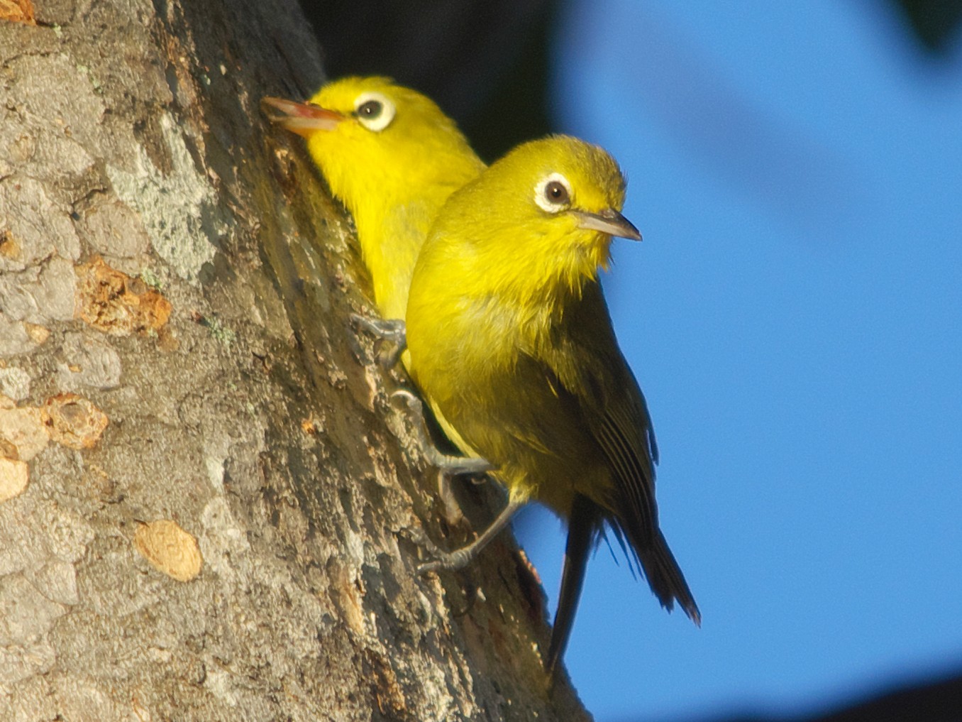 Yellow-fronted White-eye - Bill Stent