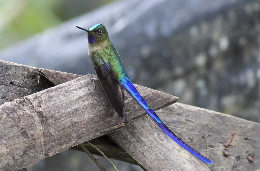 Violet-tailed Sylph - ML39588061