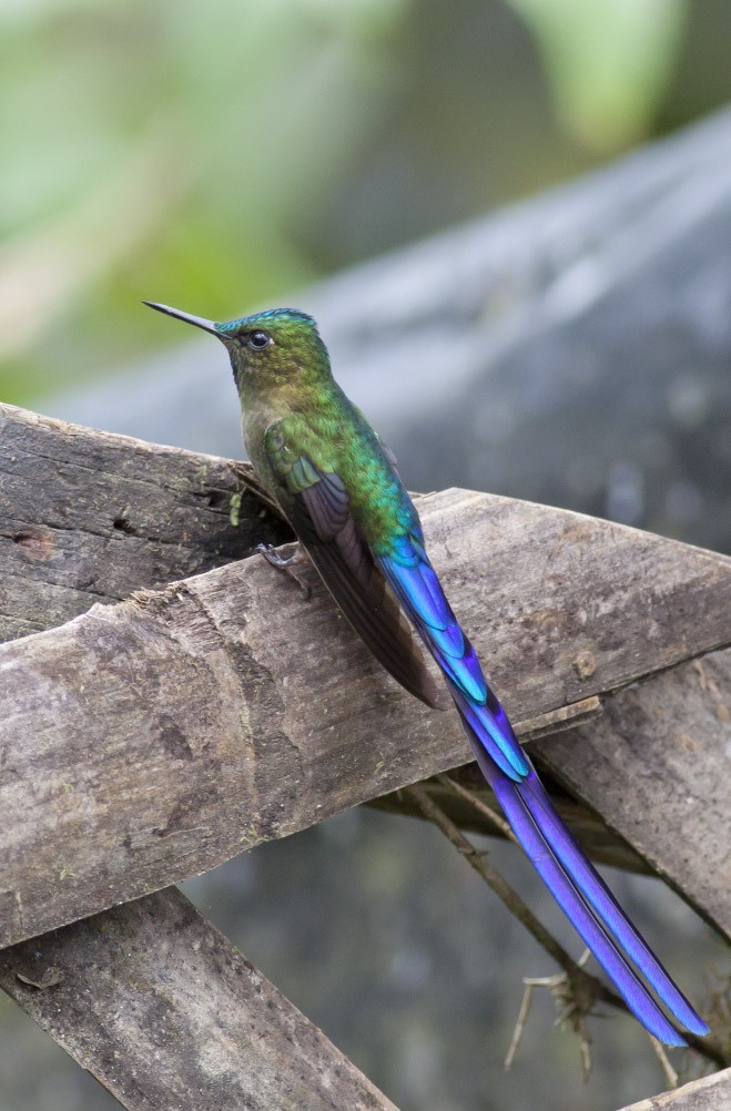 Violet-tailed Sylph - ML39588071