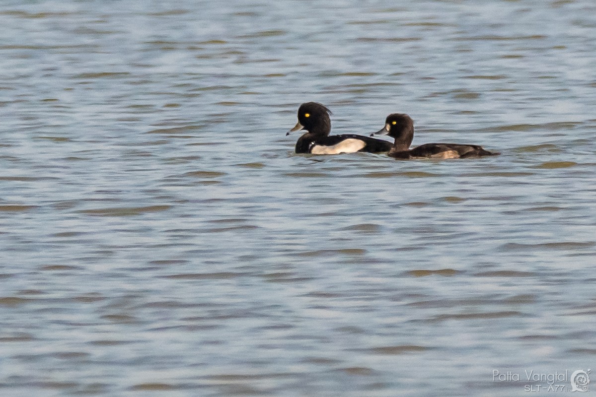 Tufted Duck - ML39588121