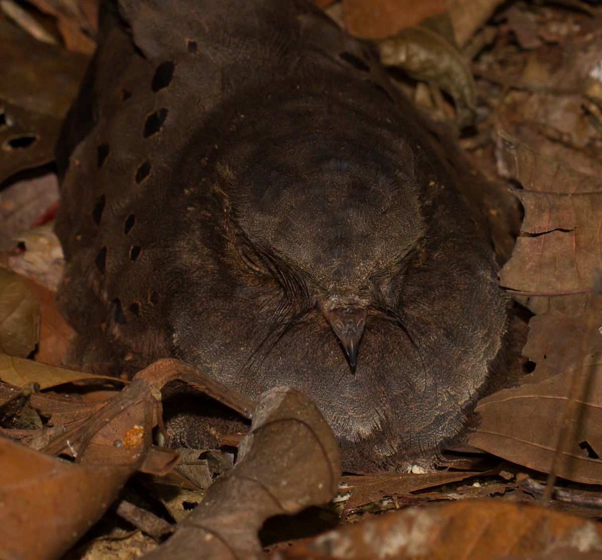 Ocellated Poorwill - ML39588261