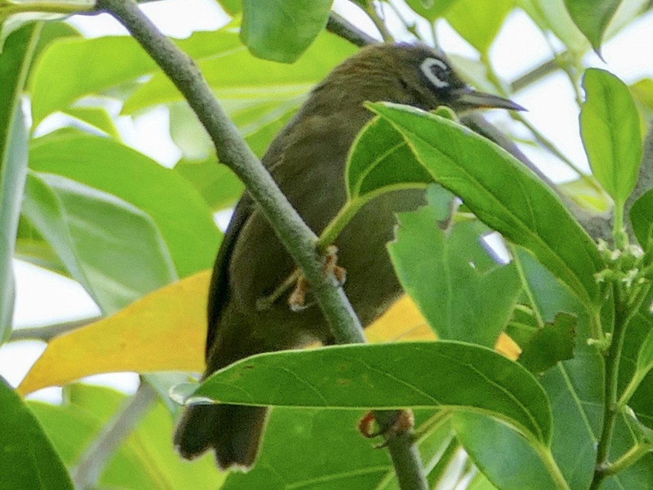 Olive-colored White-eye - eBird