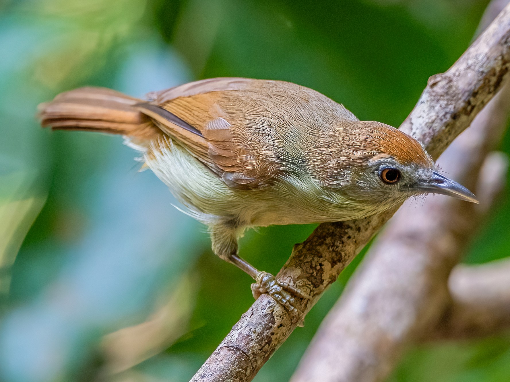 Gray-faced Tit-Babbler - Ngoc Sam Thuong Dang