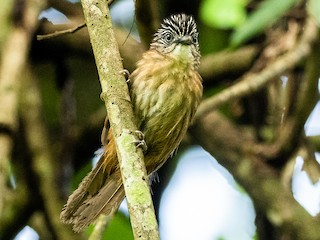 Brown Tit-Babbler - eBird