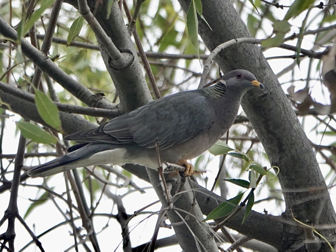 Band-tailed Pigeon - ML395885371