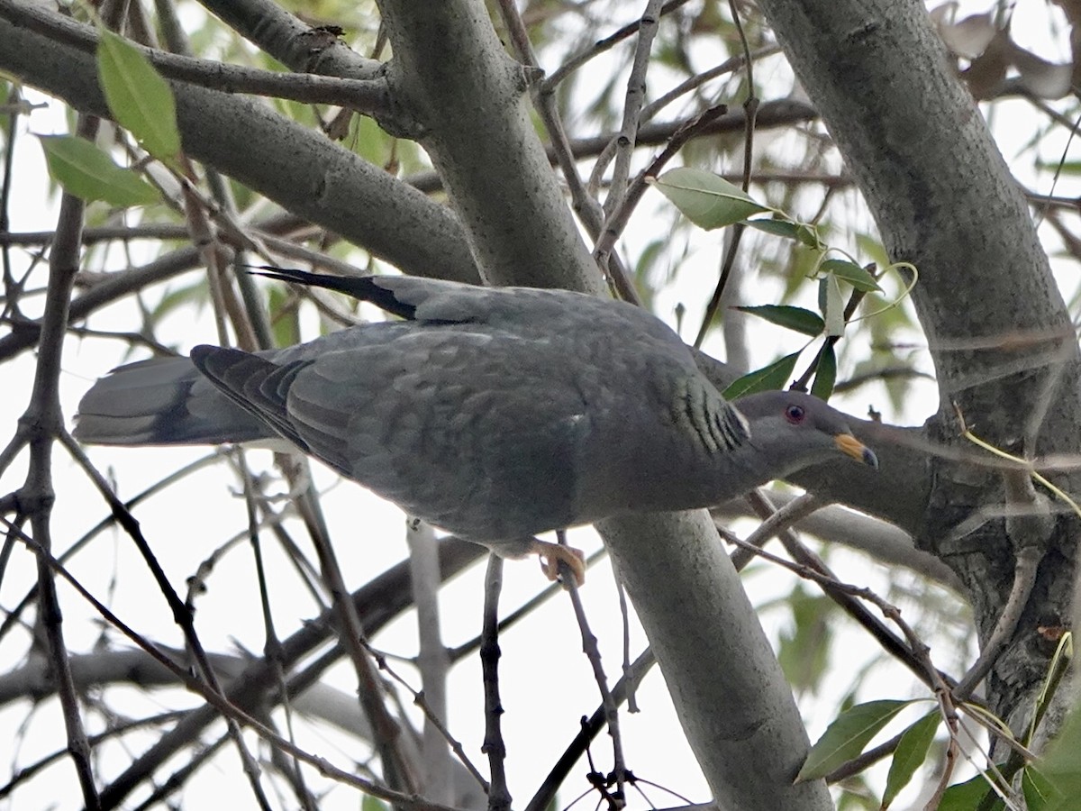Band-tailed Pigeon - ML395885381