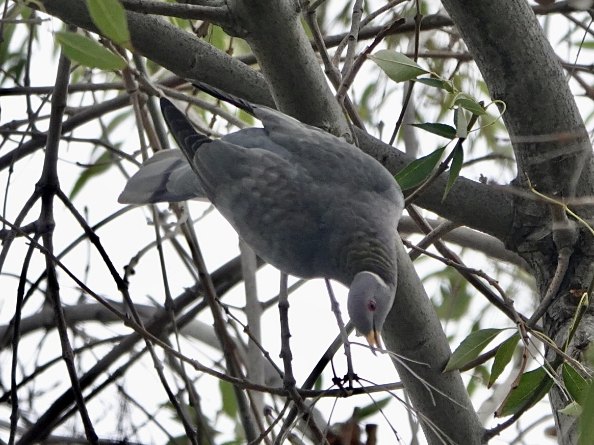 Band-tailed Pigeon - ML395885421