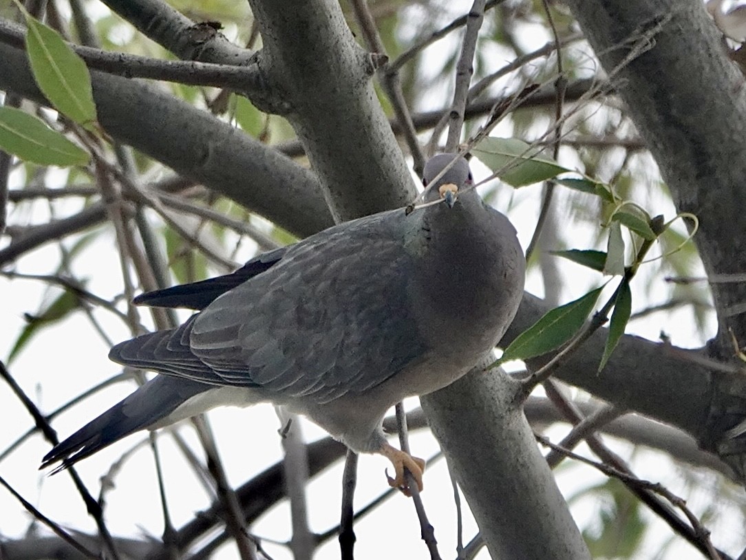 Band-tailed Pigeon - ML395885431