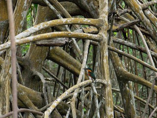  - American Pygmy Kingfisher