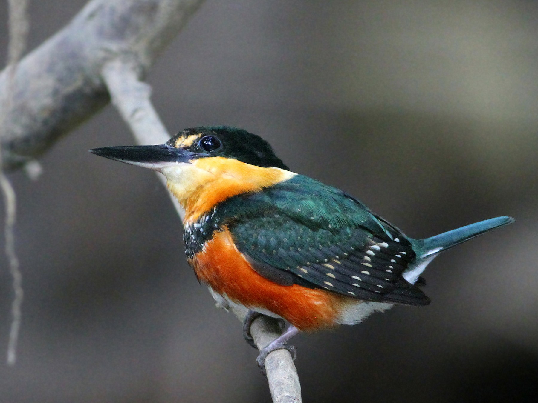 American Pygmy Kingfisher - Andrew Spencer