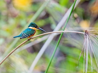  - American Pygmy Kingfisher