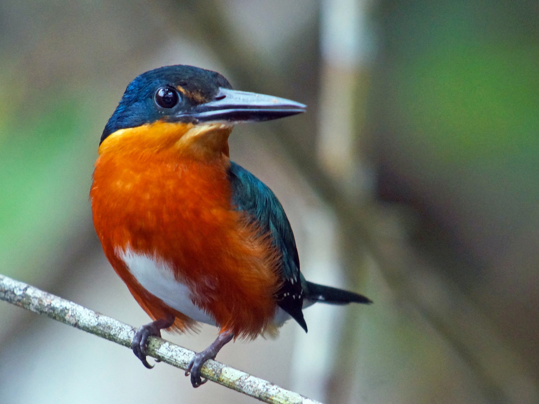 American Pygmy Kingfisher - William Orellana (Beaks and Peaks)