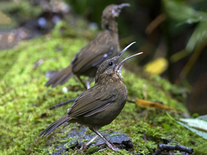 Short-tailed Scimitar-Babbler - Dinh Thinh
