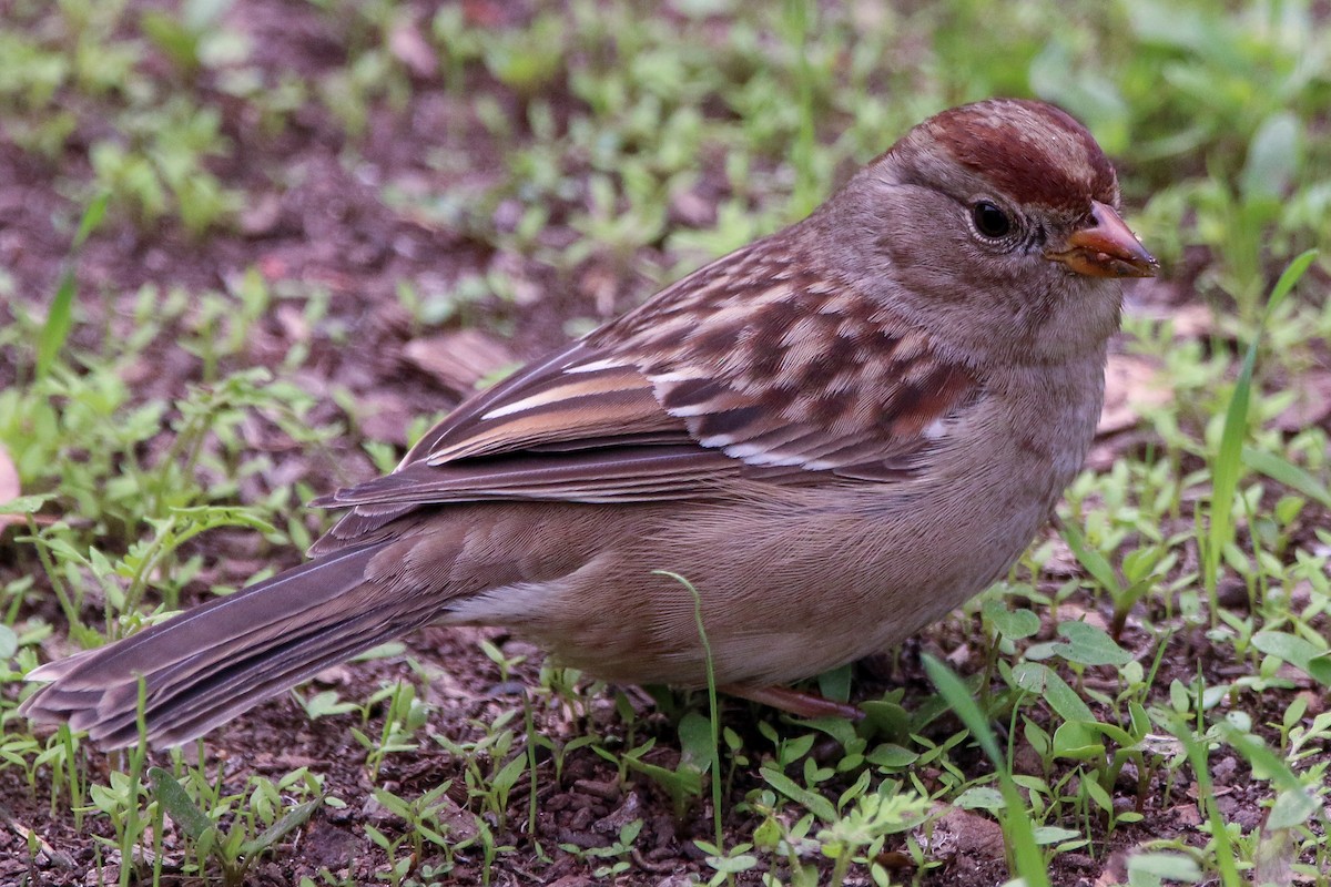 White-crowned Sparrow - ML395896981