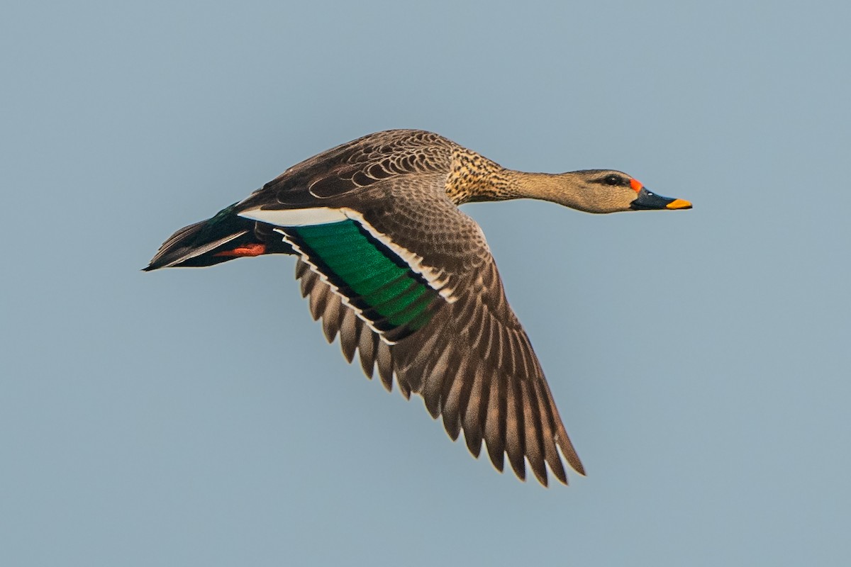Indian Spot-billed Duck - ML395897361