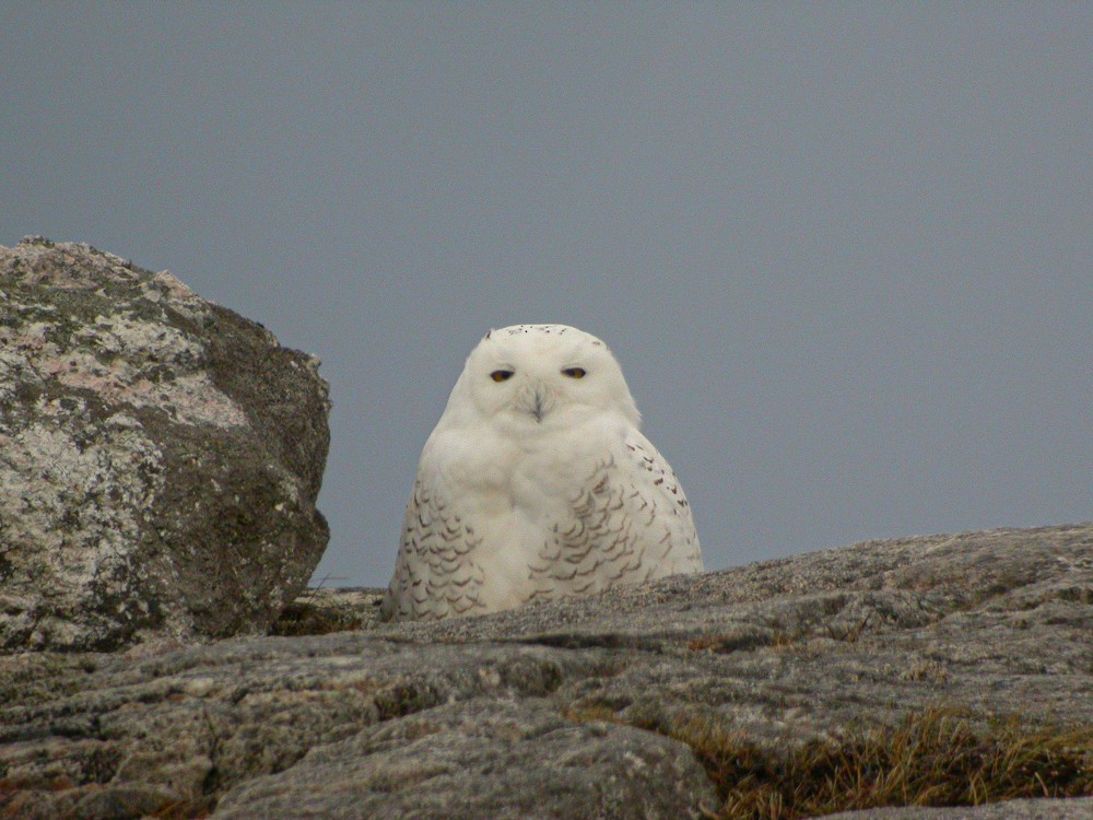 Snowy Owl - ML395898461