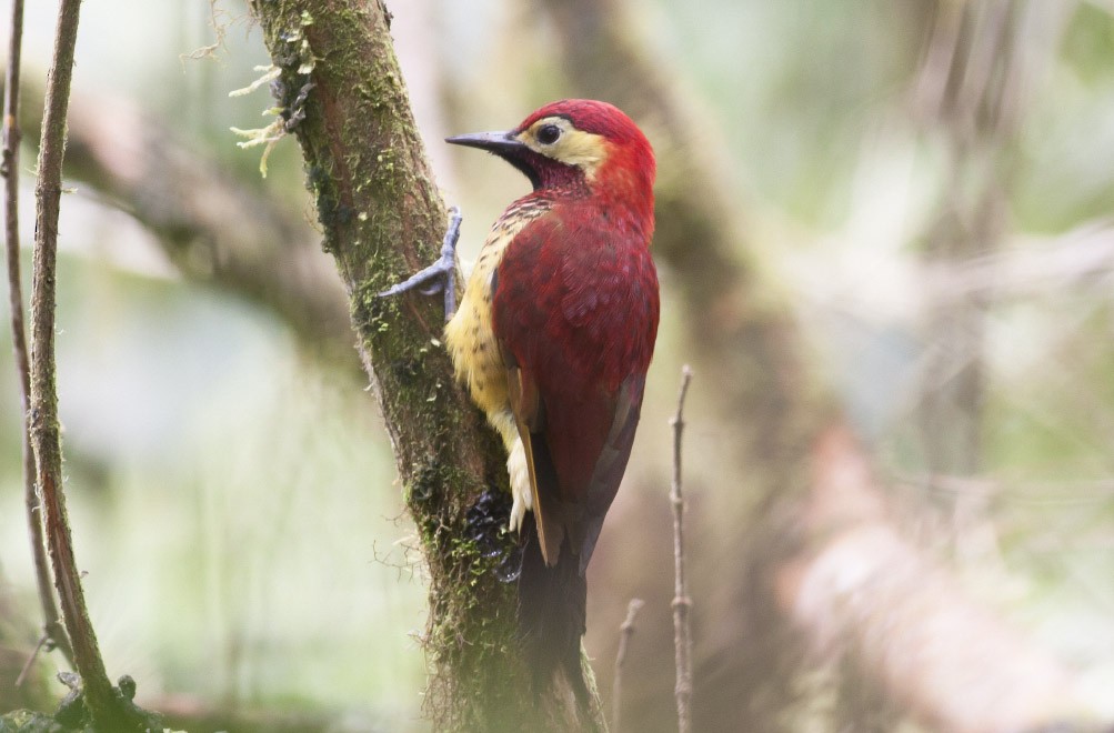 Crimson-mantled Woodpecker - ML39589861