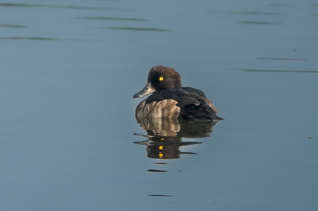 Tufted Duck - ML395899001