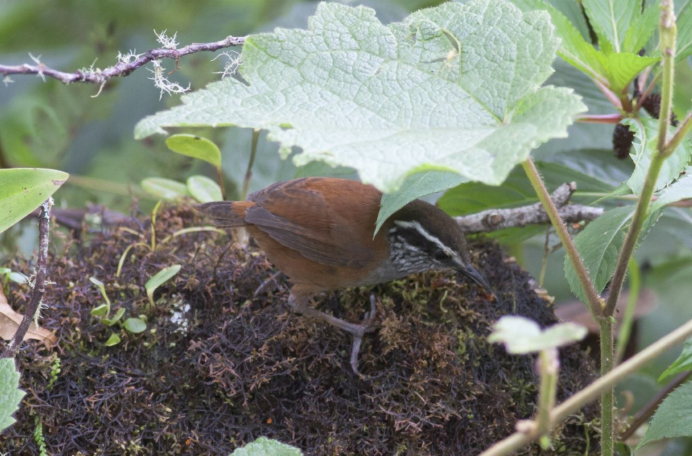Gray-breasted Wood-Wren - Michael Todd
