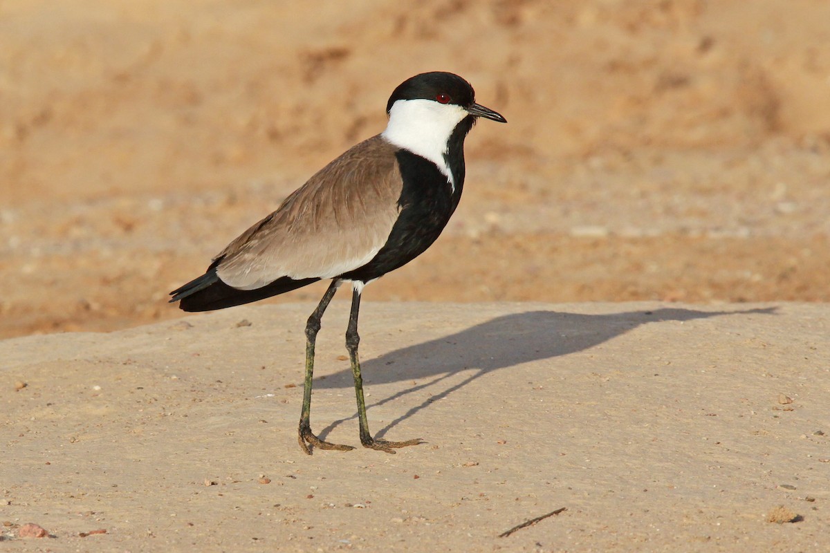 Spur-winged Lapwing - Volker Hesse