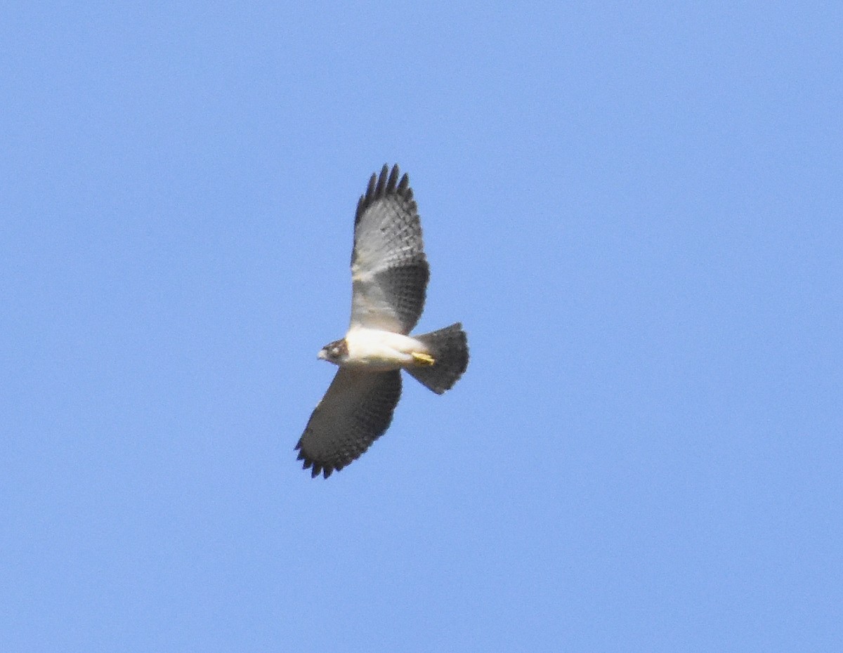 Short-tailed Hawk - jeanine apgar