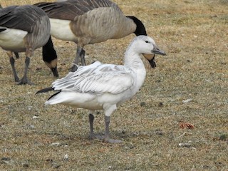 Snow Goose, ML395905211