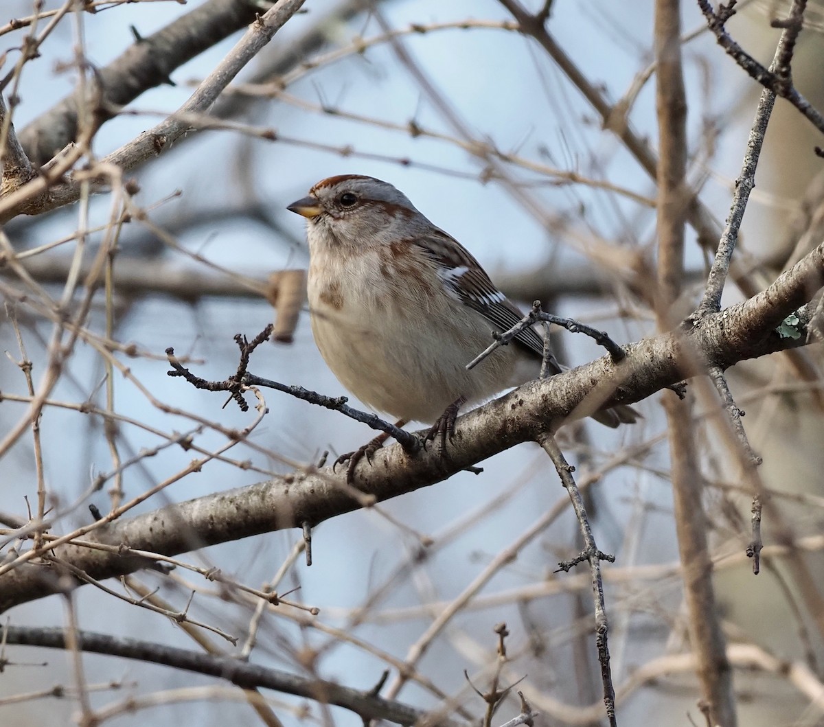 American Tree Sparrow - ML395905271