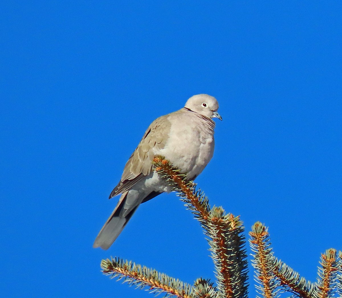 Eurasian Collared-Dove - ML395908411