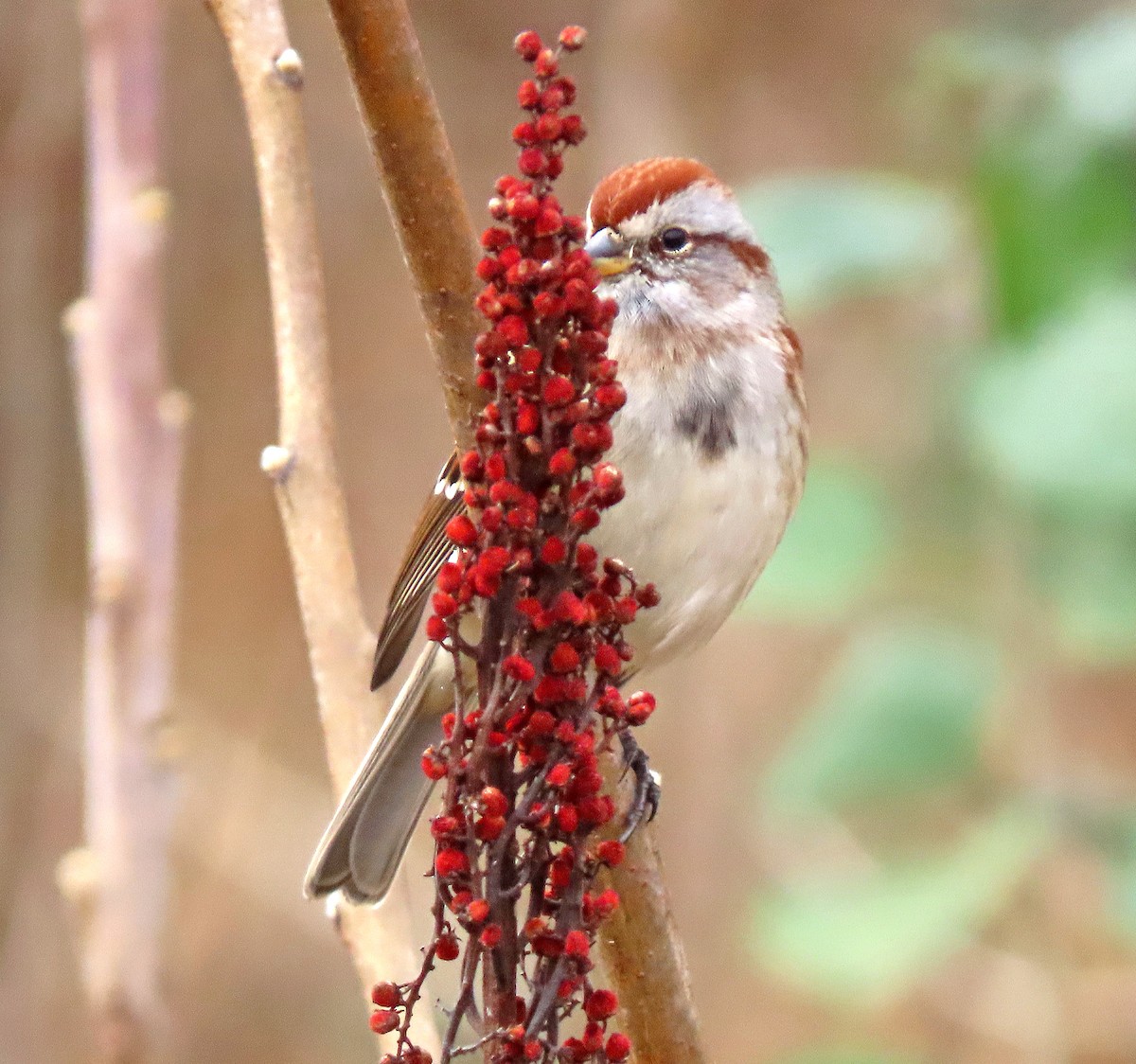 American Tree Sparrow - ML395916521