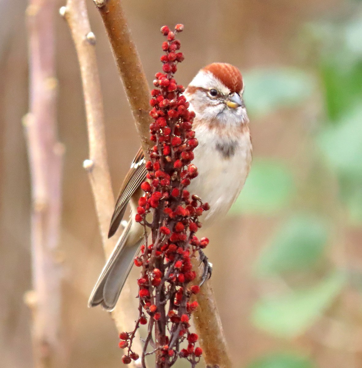 American Tree Sparrow - ML395916561