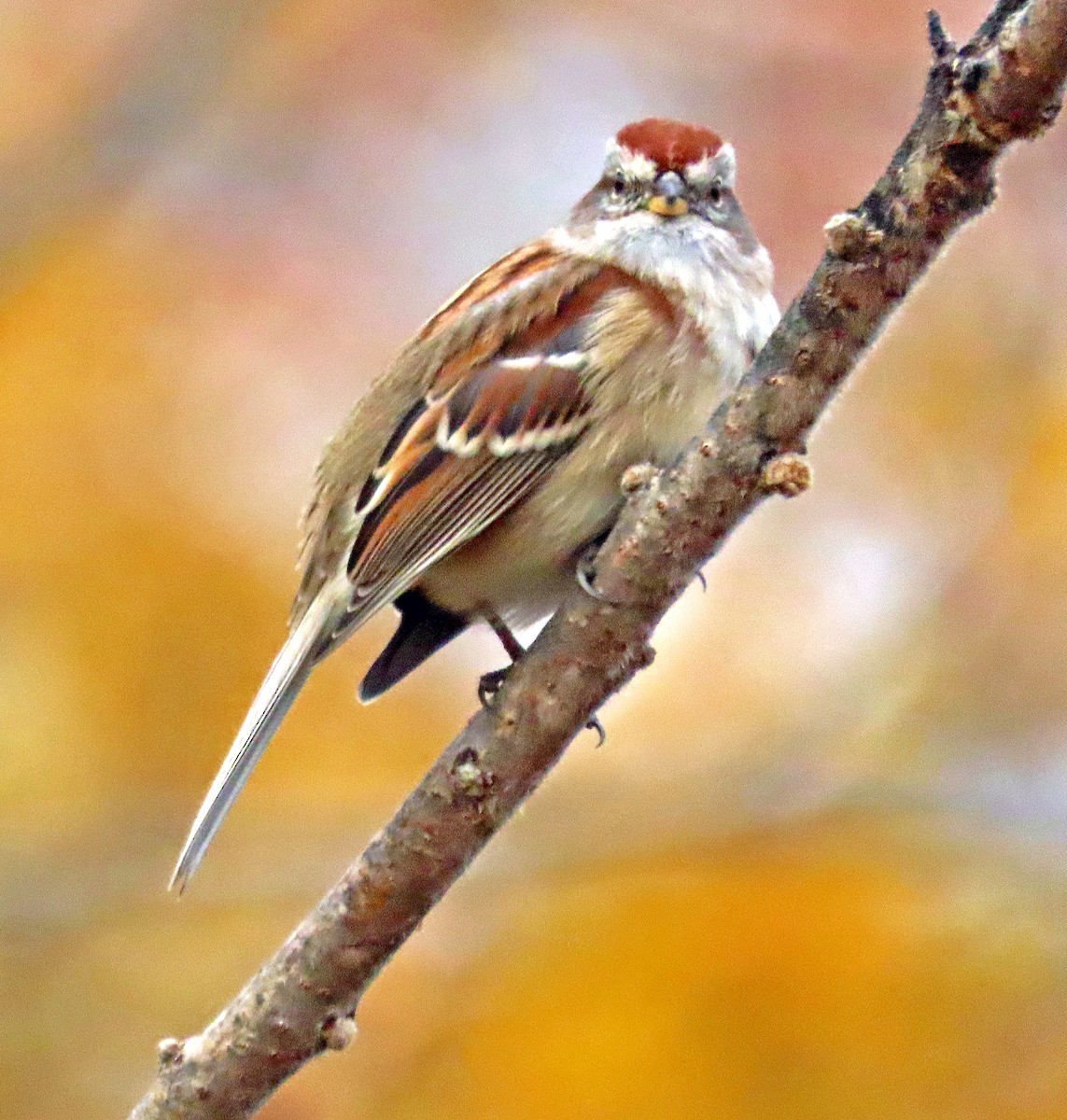 American Tree Sparrow - ML395916621