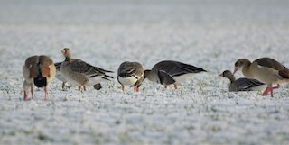 Greater White-fronted Goose, ML395919171