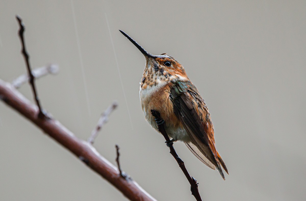 Allen's Hummingbird - Braxton Landsman