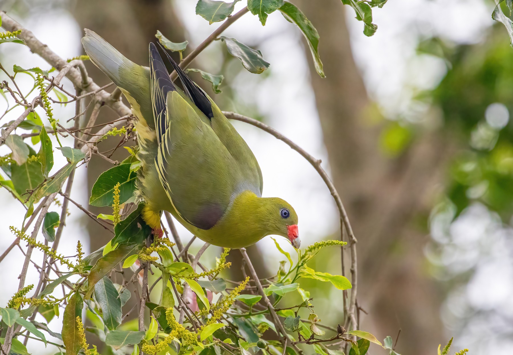 アフリカアオバト Calvus グループ Ebird