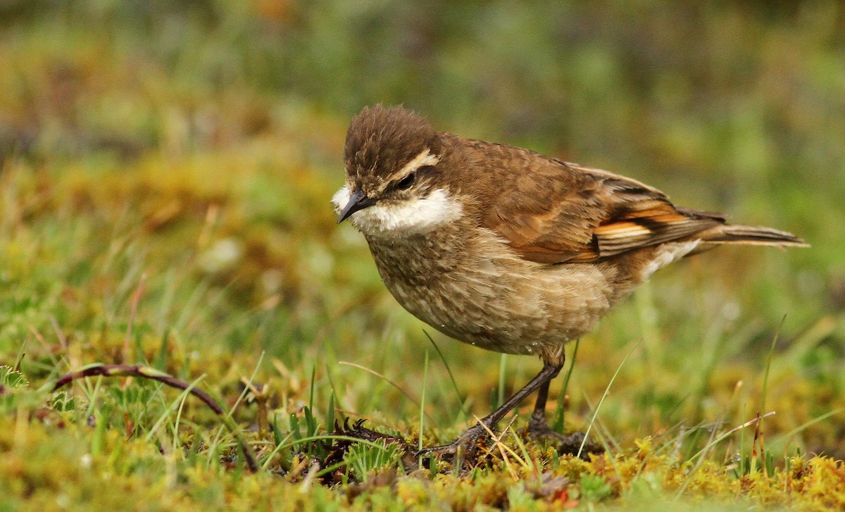 Chestnut-winged Cinclodes - ML39592861