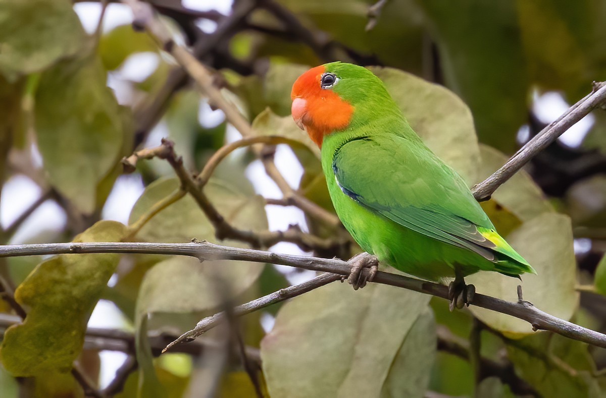 Red-headed Lovebird - George Armistead | Hillstar Nature