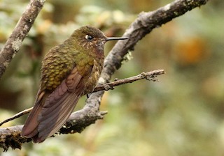  - Violet-throated Metaltail