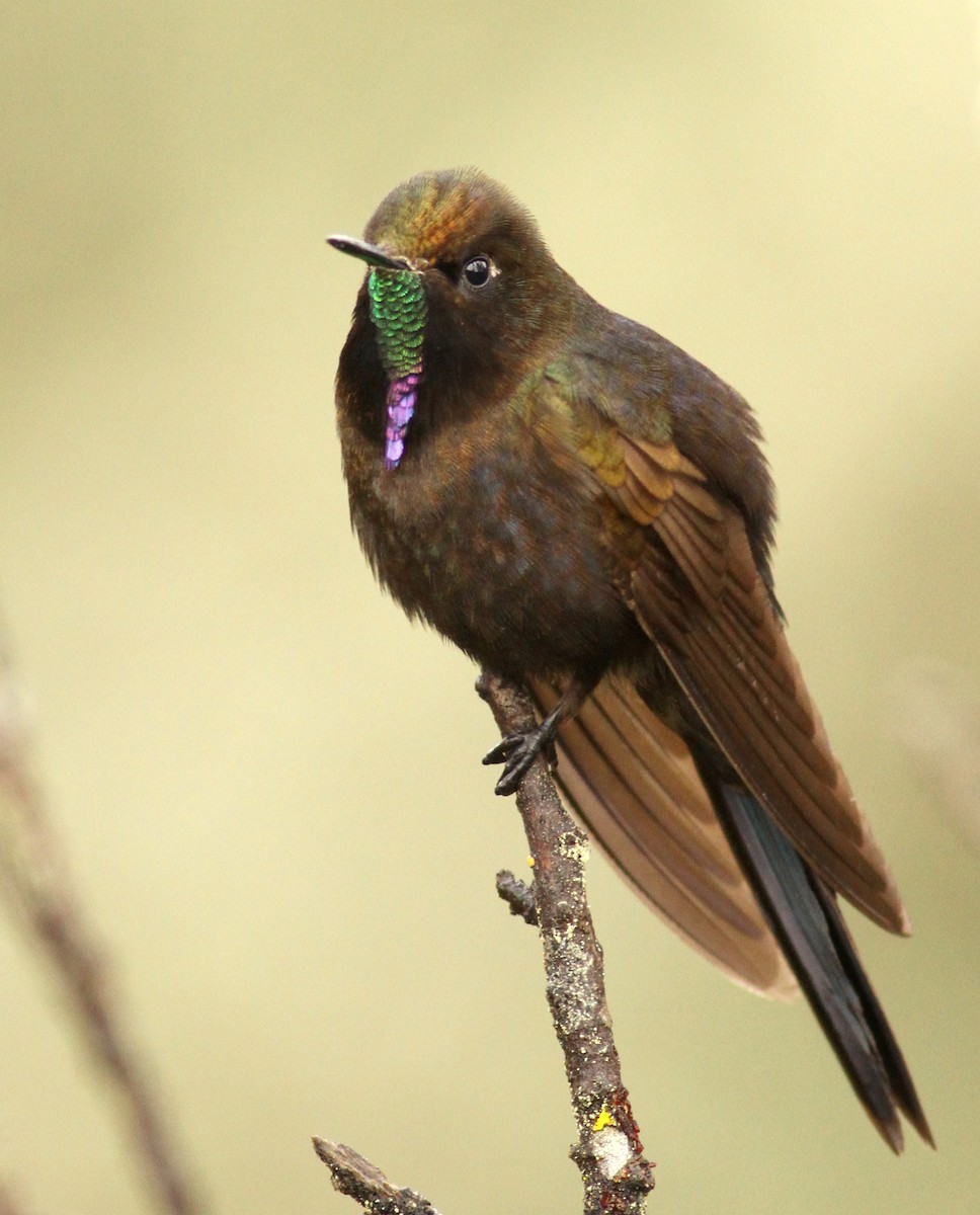 kolibřík modropláštíkový - ML39592981