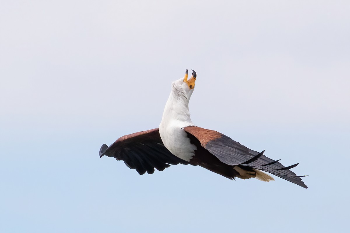 African Fish-Eagle - ML395931081