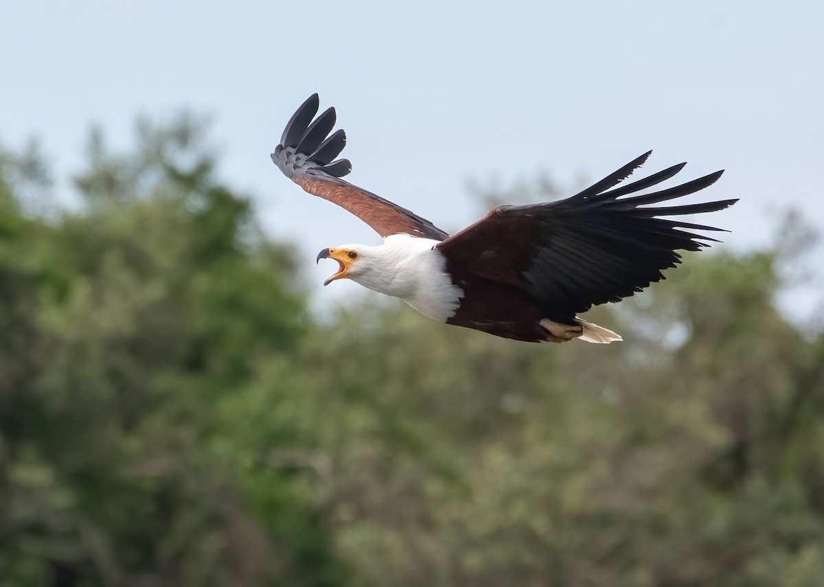 African Fish-Eagle - ML395931111