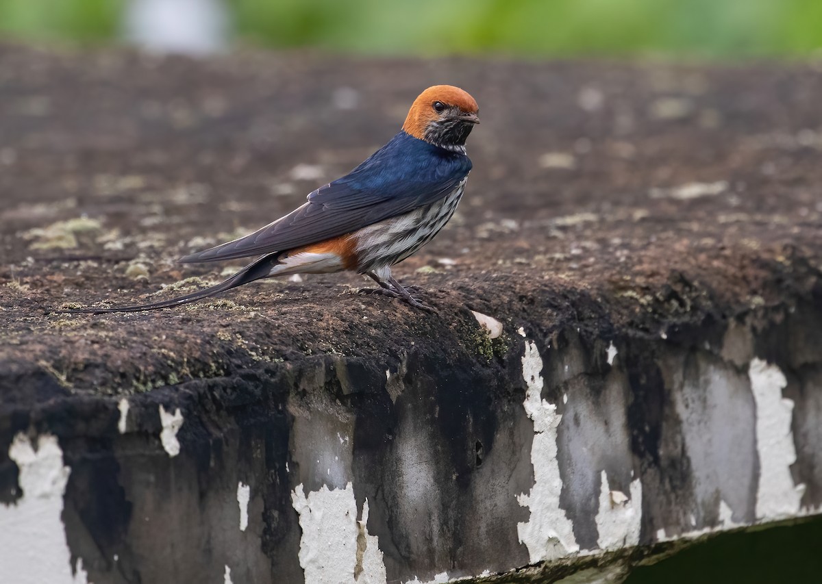 Lesser Striped Swallow - George Armistead | Hillstar Nature