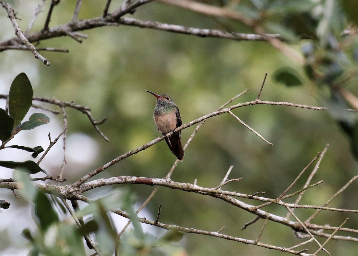 Buff-bellied Hummingbird - ML395934661