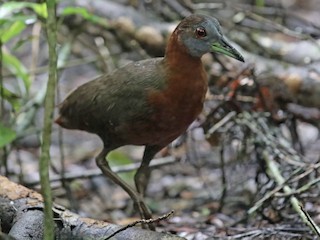  - Gray-throated Rail